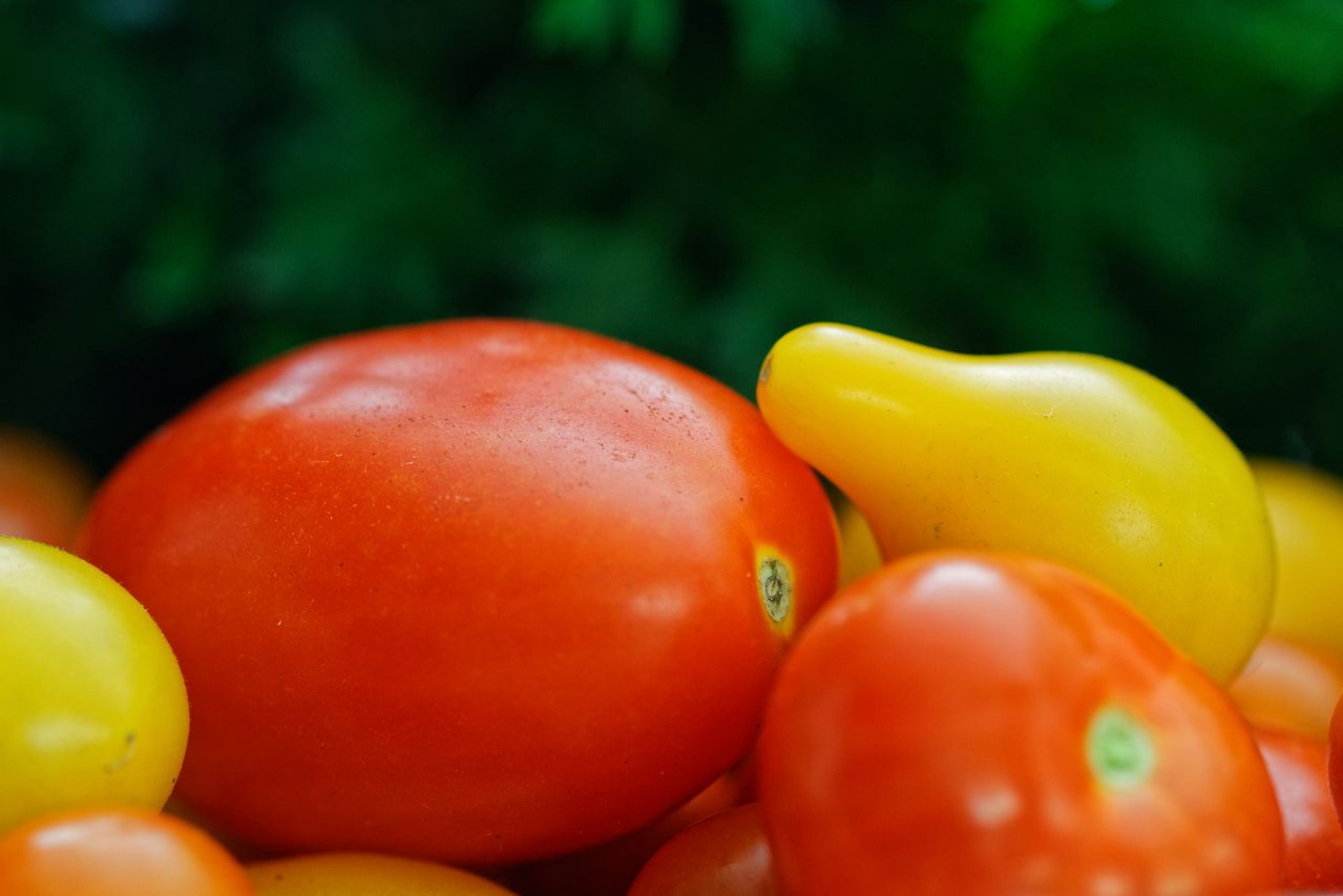 Why the Pomodoro Technique Is the Productivity Booster You Need to Try Pomodoro-Tomato