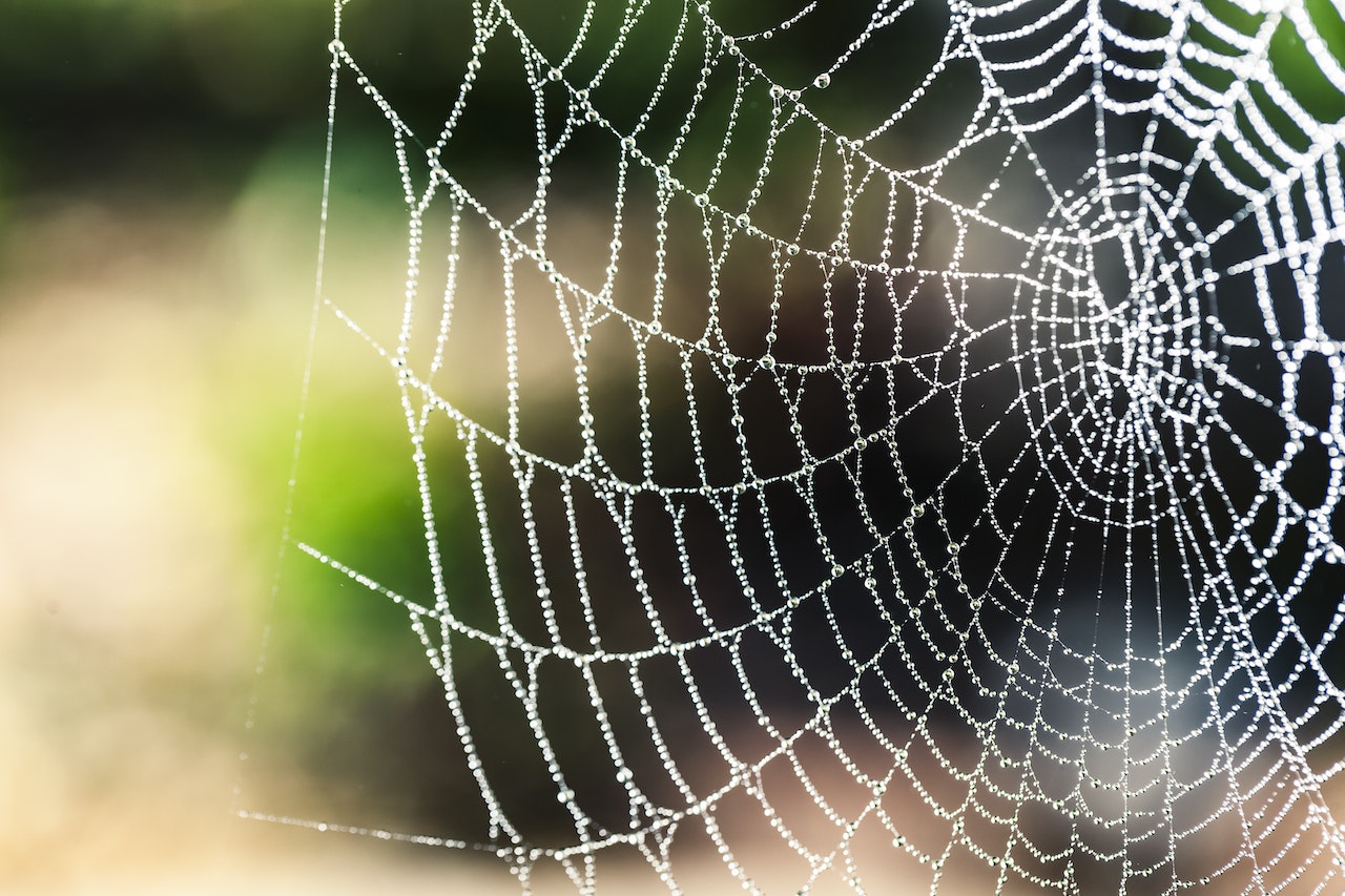 Spider-Web-of-Stress